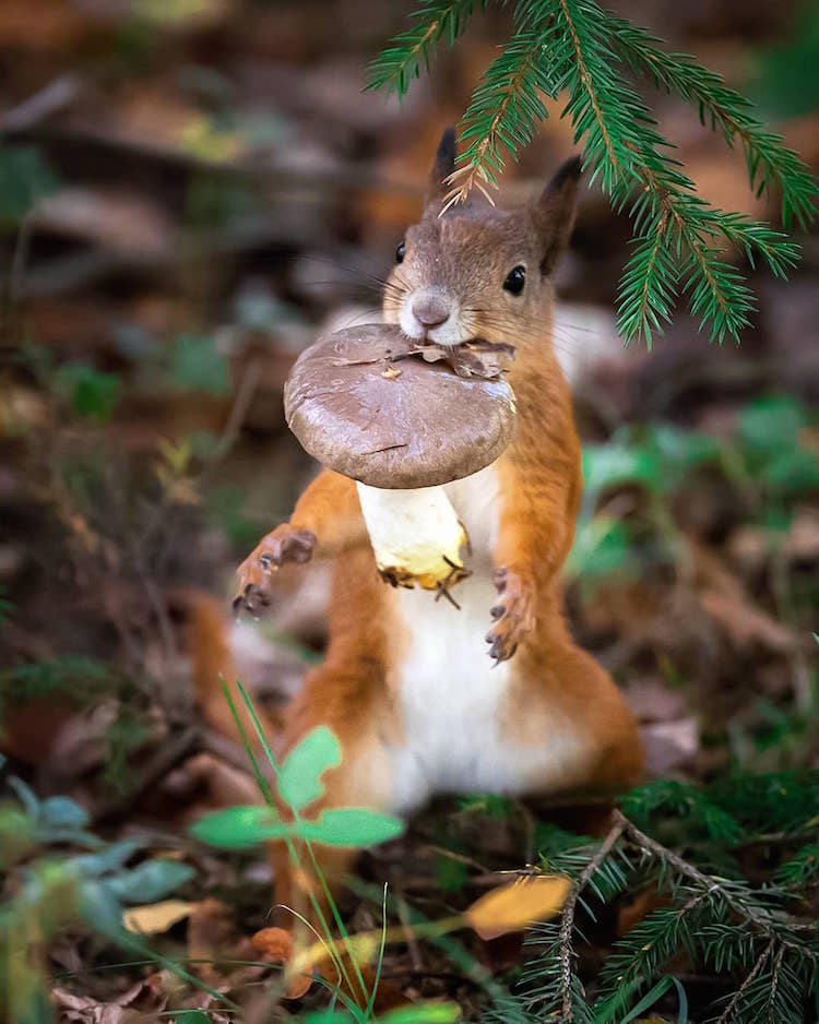 veverita_vila_evergreen